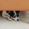 Renters’ Rights Act Tips 08 — Pets in Rental Properties